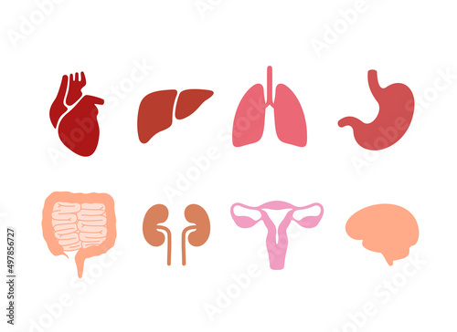 Human organ icon set, vector photo