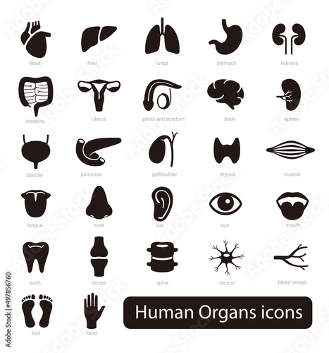 Human Organs icon set, vector illustration