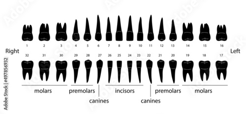 The chart of human teeth, vector illustration