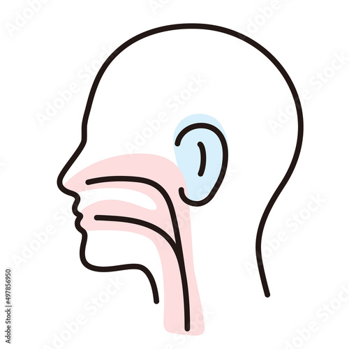 Human organ throat ear nose flat icon, vector illustration