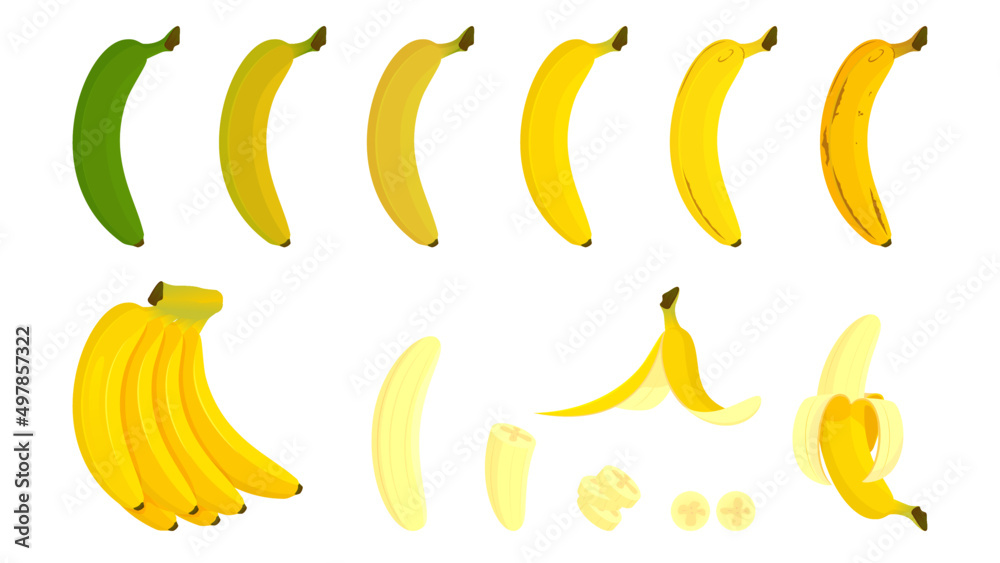 Set the bananas completely raw into ripening. Cartoon bananas. Peel the bananas, yellow fruit and a bunch of bananas. Tropical fruits, banana snacks or vegetarian nutrients. Vector illustration icon.
