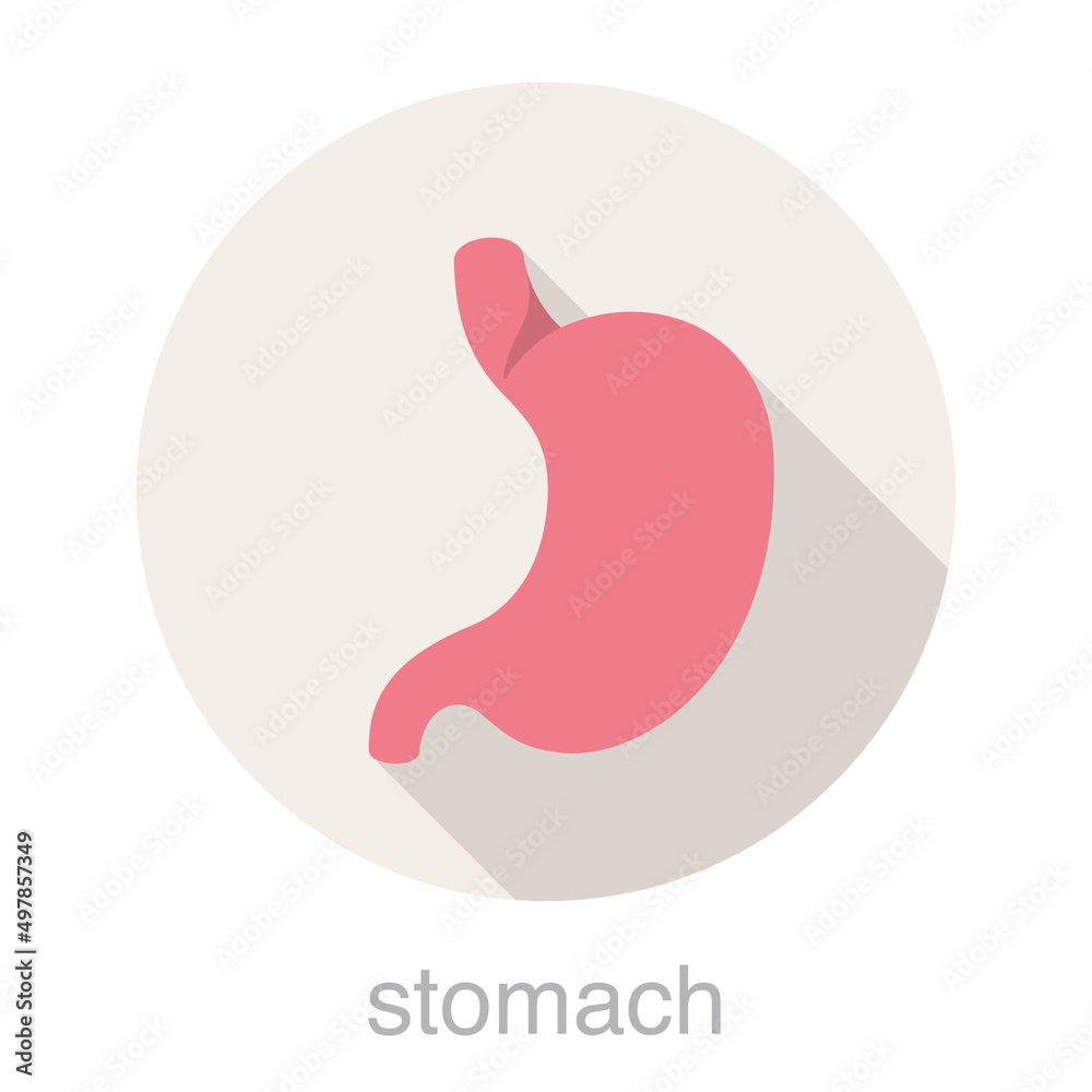 Human organ stomach flat design icon, vector illustration Human organ stomach flat design icon, vector illustration
