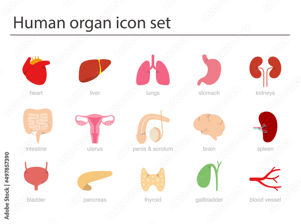 Human Organs icon set, medical icons, vector illustration Stock Vector ...