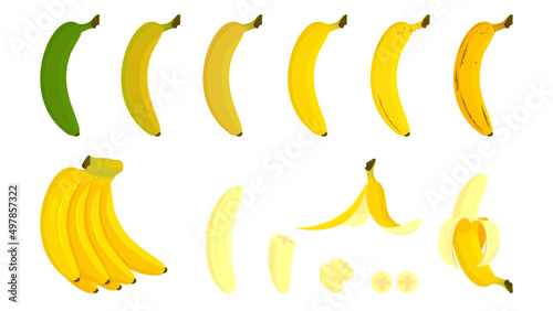 Set the bananas completely raw into ripening. Cartoon bananas. Peel the bananas, yellow fruit and a bunch of bananas. Tropical fruits, banana snacks or vegetarian nutrients. Vector illustration icon. 