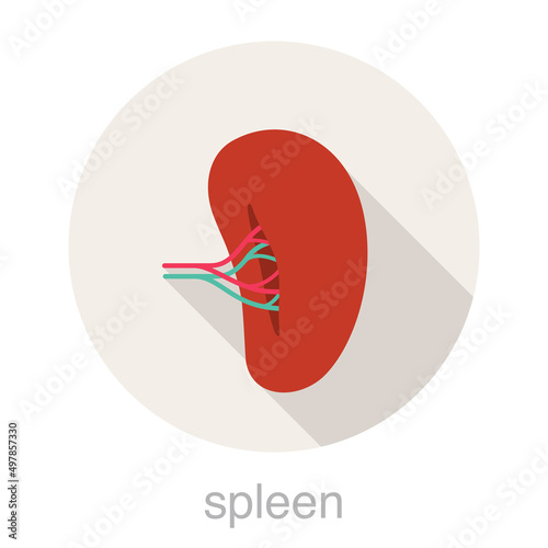 human organ spleen flat design icon, vector illustration