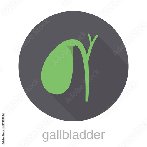 human organ gallbladder flat design icon, vector illustration