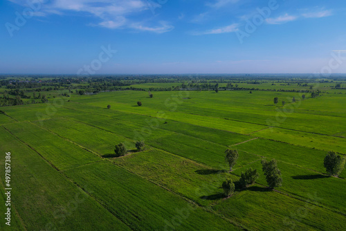 High Angle View Of Rice Field Landscape