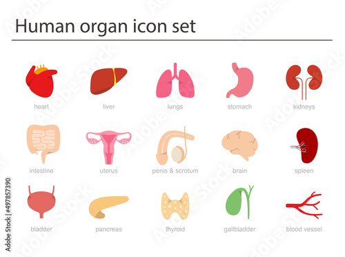 Human Organs icon set, medical icons, vector illustration