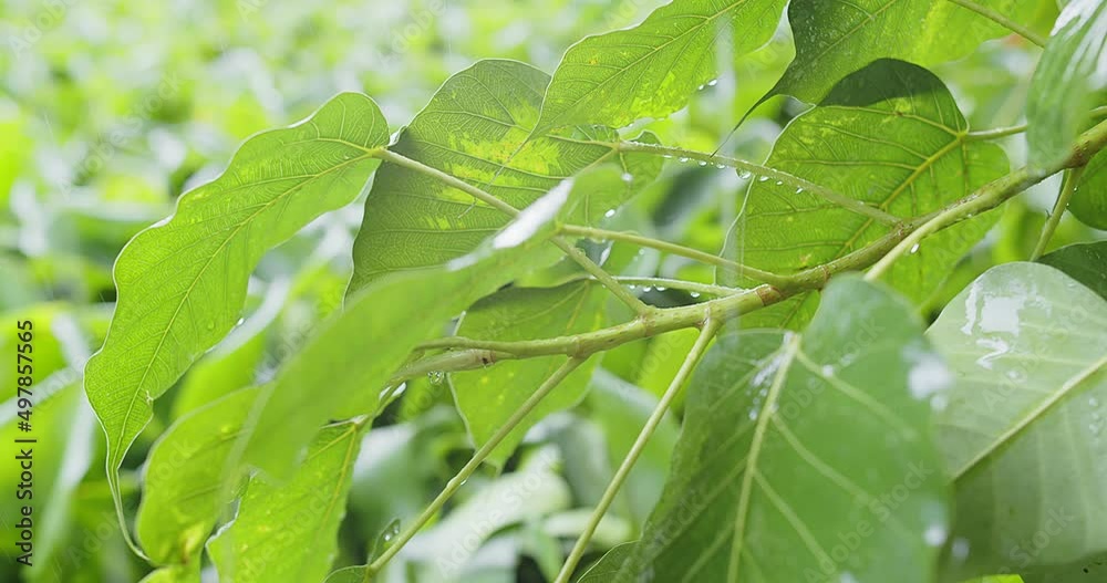 Close up Water rain Drops onto green leaves plant, Raining day in tropical forest, Green nature eco concept