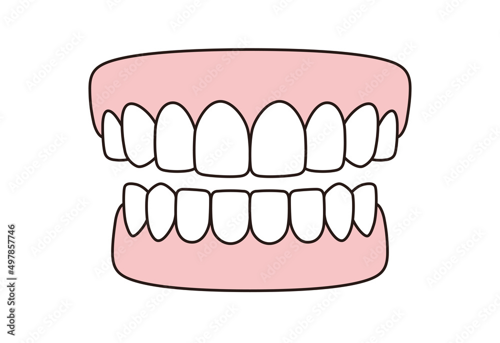 Human teeth model icon, vector illustration