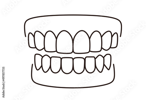 Human teeth model icon, vector illustration