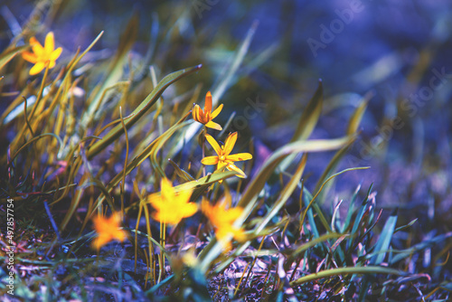 First spring flowers in the field