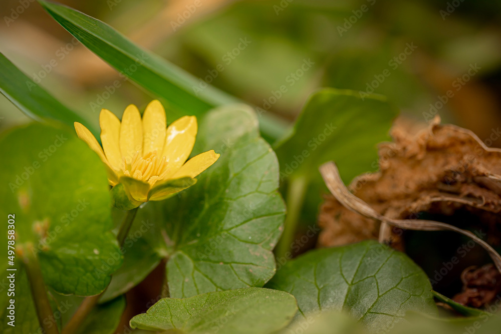 flower in the forest lesser celandine flower in the forest lesser celandine
