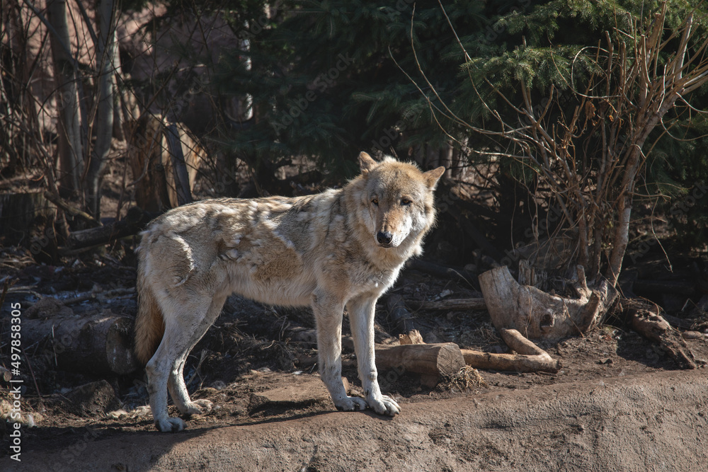 Timber wolf or Grey Wolf (Canis lupus) standing on a rocky cliff Timber wolf or Grey Wolf (Canis lupus) standing on a rocky cliff