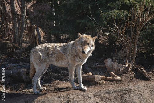 Timber wolf or Grey Wolf (Canis lupus) standing on a rocky cliff