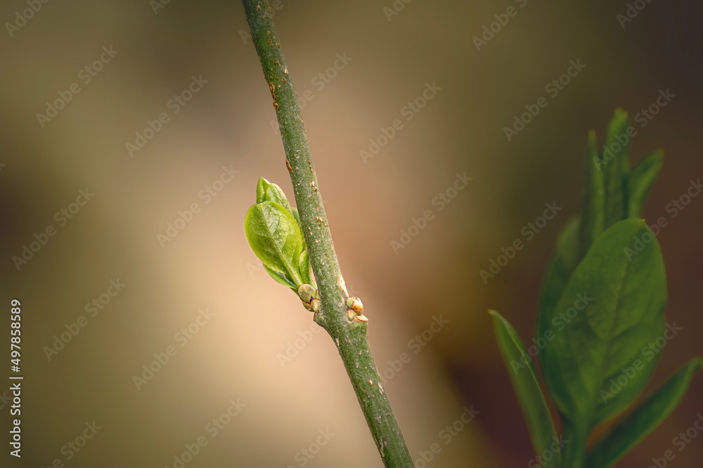 spring background close up of a green growing leaf on a branch spring background close up of a green growing leaf on a branch