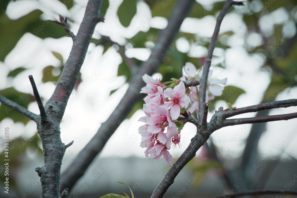 Cherry blossoms in spring with blurry background Cherry blossoms in spring with blurry background