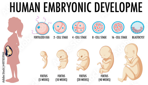 Diagram showing human embroynic development