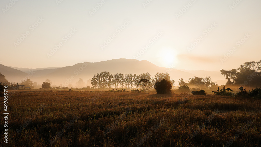 Tranquil scene over rice field at sunrise over mountains.