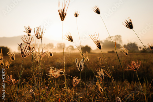 Close focus on flowering grasses touching golden sunrise.
