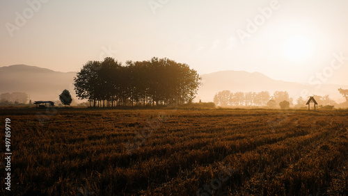 Tranquil scene over rice field at sunrise over mountains.