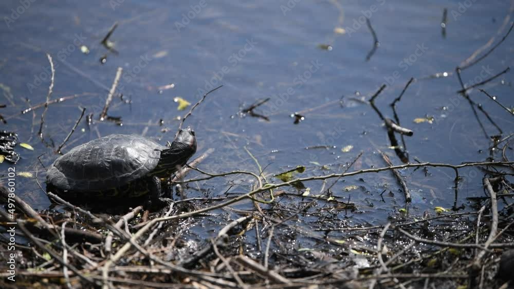 wild turtle on the lake wild turtle on the lake