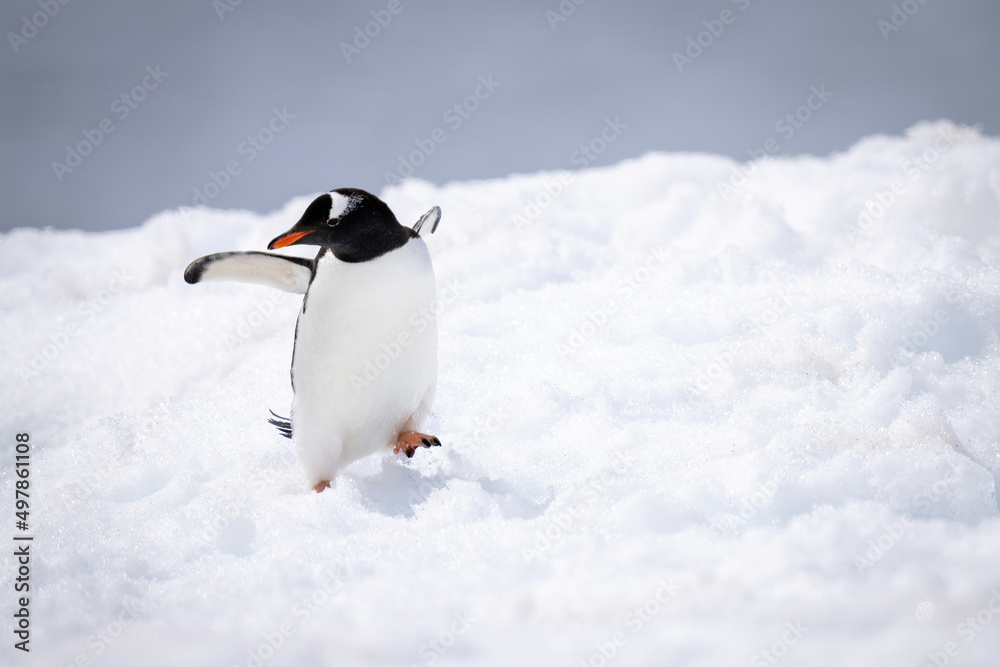 Gentoo penguin almost falls over on snow