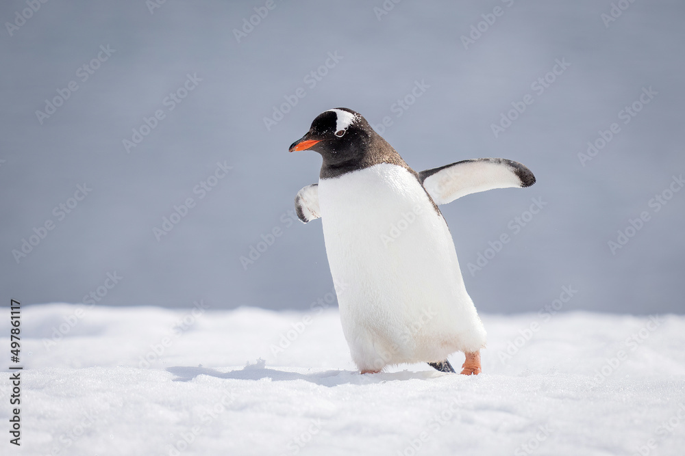 Naklejka premium Gentoo penguin almost overbalances walking across snow