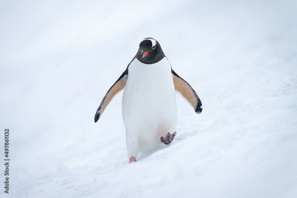 Obraz premium Gentoo penguin approaching camera on snowy slope