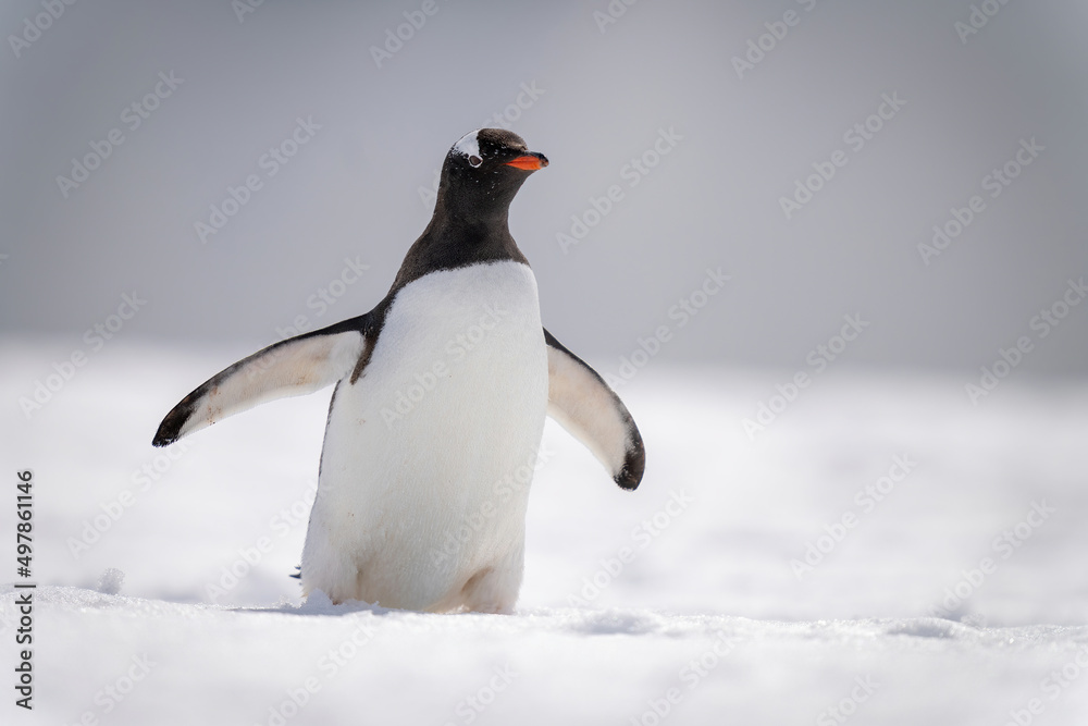 Obraz premium Gentoo penguin crosses snowy slope in sunshine