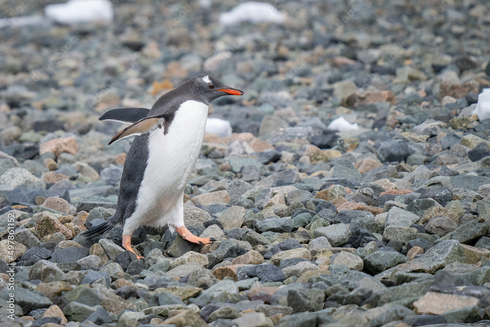 Fototapeta premium Gentoo penguin crossing shingle beach in sunshine