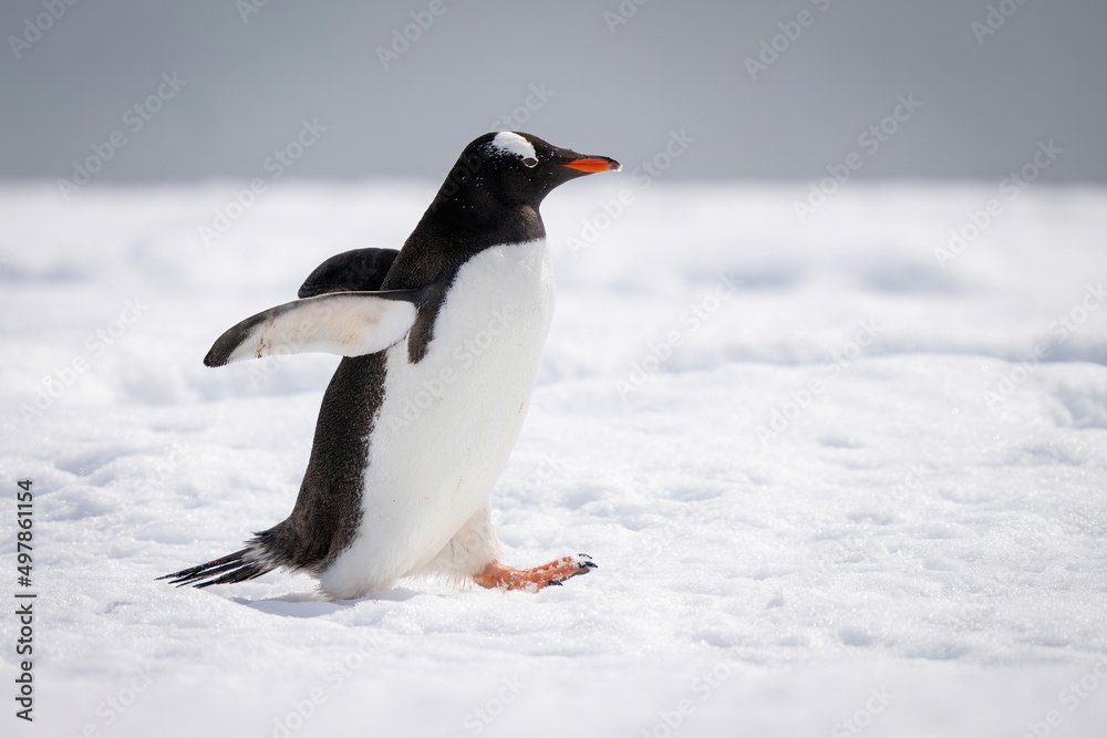 Fototapeta premium Gentoo penguin holds out flippers crossing snow