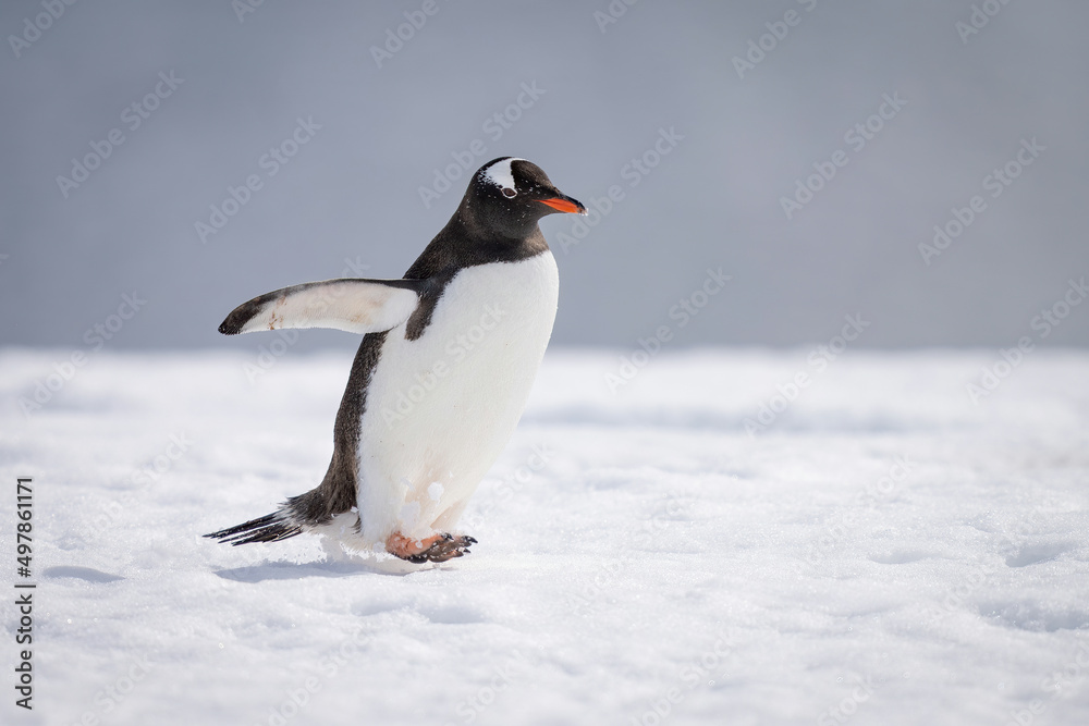 Obraz premium Gentoo penguin crosses sunlit snow lifting foot