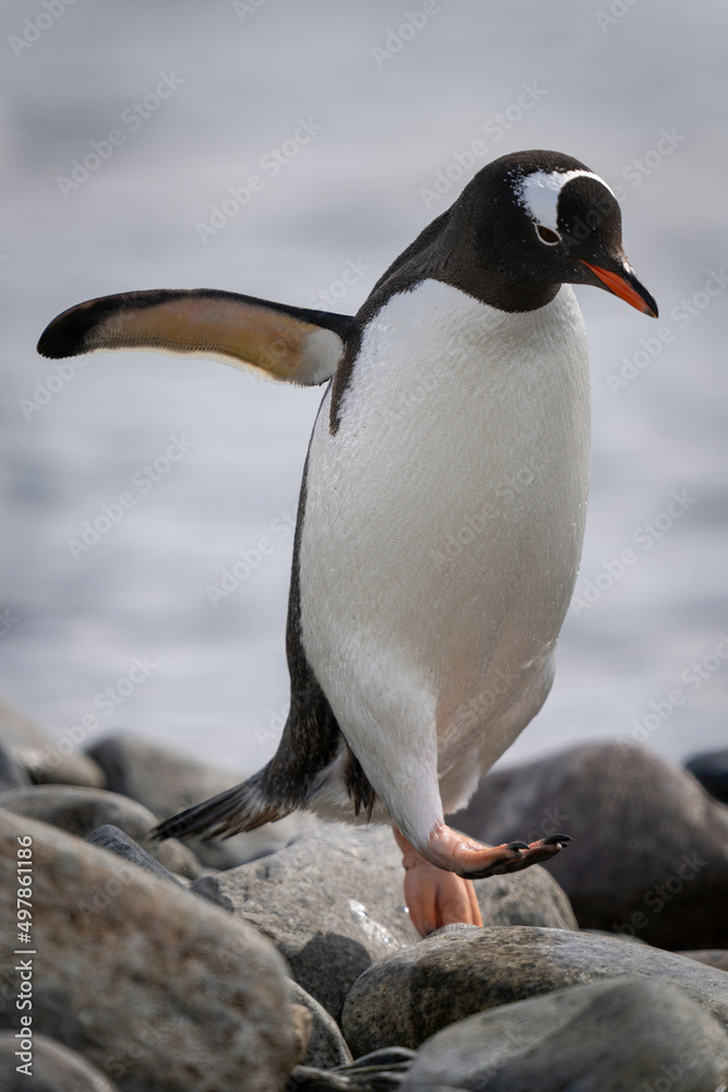 Fototapeta premium Gentoo penguin hops over shingle by sea