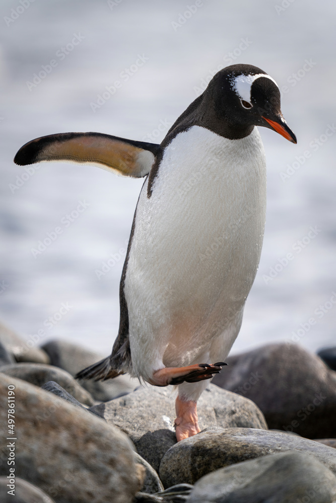 Naklejka premium Gentoo penguin hops over rocks by sea