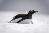Gentoo penguin body surfs down snowy hill