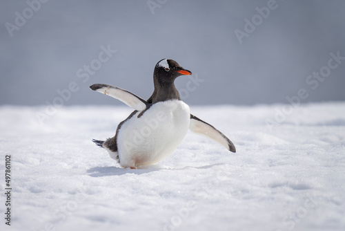 Gentoo penguin almost overbalances waddling across snow