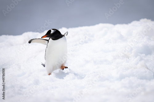 Gentoo penguin almost falls over on snow