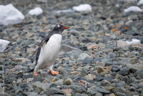 Gentoo penguin crosses shingle beach in sunshine