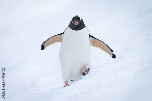 Gentoo penguin approaching camera on snowy hill