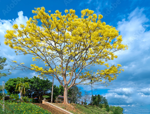 Yellow poinciana tree blooms brilliantly on the hill near the temple in Dalat plateau, Vietnam in spring weather. This is a precious tree native to Brazil with a lifespan of over one hundred years photo