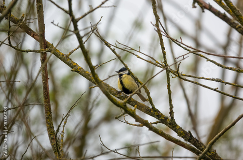 a great tit (Parus major) feeds amongst winter branches