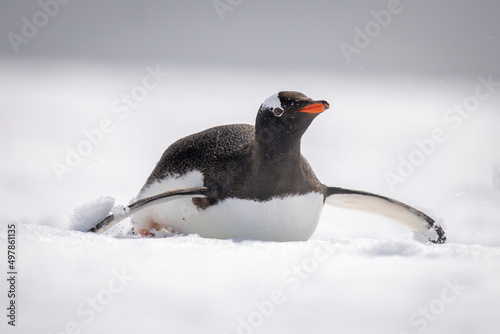 Gentoo penguin body surfs down snowy slope