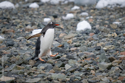 Gentoo penguin crosses rocky beach lifting foot