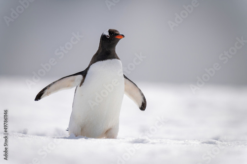 Gentoo penguin crosses snowy slope in sunshine