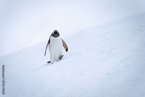 Gentoo penguin crosses snowy slope lifting foot
