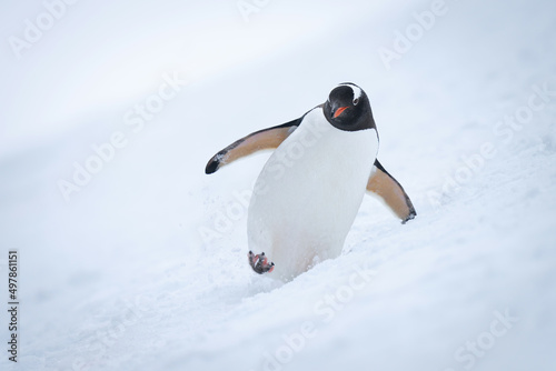 Gentoo penguin crossing snowy slope towards camera