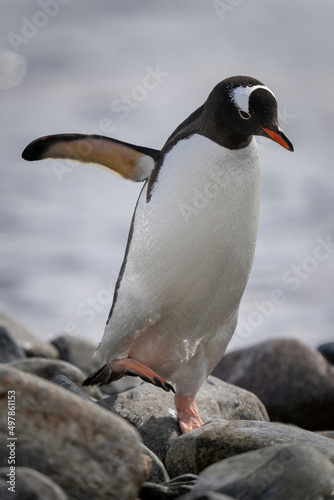 Gentoo penguin crosses shingle with flipper extended