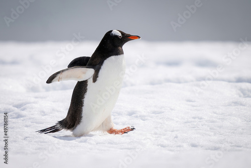 Gentoo penguin holds out flippers crossing snow