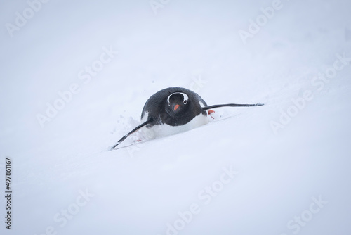 Gentoo penguin descends snowy slope on belly photo